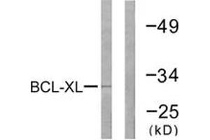 Western blot analysis of extracts from 293 cells, treated with UV 30', using BCL-XL (Ab-47) Antibody. (BCL2L1 抗体  (AA 13-62))