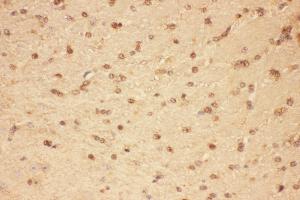 Anti-CNTF Picoband antibody,  IHC(P): Mouse Brain Tissue (CNTF 抗体  (AA 2-198))