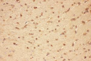 Anti-CNTF Picoband antibody,  IHC(P): Mouse Brain Tissue (CNTF 抗体  (AA 2-198))