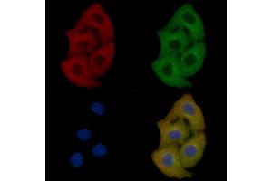Annexin A2 Mouse Monoclonal Antibody staining Hela cells by IF/ICC. (Annexin A2 抗体  (Internal Region))