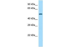 Host: Rabbit Target Name: Agpat9 Sample Type: Rat Spleen lysates Antibody Dilution: 1. (AGPAT9 抗体  (Middle Region))