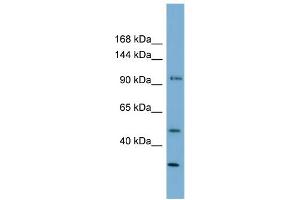 WB Suggested Anti-FAM35A Antibody Titration: 0. (FAM35A 抗体  (N-Term))