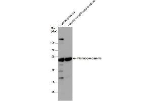 Western Blotting (WB) image for anti-Fibrinogen gamma Chain (FGG) antibody (ABIN2856626)