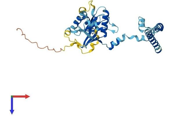 PSMD14 Protein (AA 1-310) (His tag)