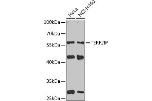 Western blot analysis of extracts of various cell lines, using TERF2IP Rabbit pAb  at 1:1000 dilution. (RAP1 抗体  (AA 1-280))