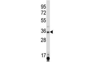 SIRT6 antibody western blot analysis in K562 lysate. (SIRT6 抗体  (AA 276-305))