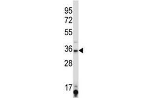 SIRT6 antibody western blot analysis in K562 lysate. (SIRT6 抗体  (AA 276-305))