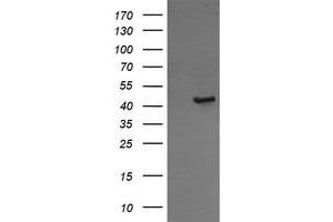 Image no. 1 for anti-Calreticulin 3 (CALR3) antibody (ABIN1497080) (Calreticulin 3 抗体)