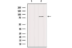 Western blot analysis of extracts from various samples, using HRP2 Antibody. (HDGFRP2 抗体)