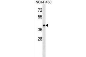 Western Blotting (WB) image for anti-Melanoma Antigen Family B, 10 (MAGEB10) antibody (ABIN2998596) (MAGEB10 抗体)