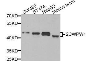 Western blot analysis of extracts of various cell lines, using ZCWPW1 antibody.