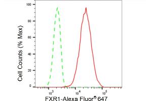 Flow cytometric analysis of FXR1 expression in HepG2 cells using FXR1 antibody (ABIN7798658), 1:2,000). (Recombinant FXR1 抗体)