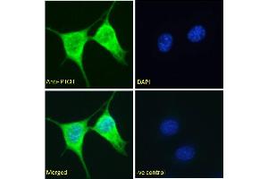 ABIN185521 Immunofluorescence analysis of paraformaldehyde fixed NIH3T3 cells, permeabilized with 0. (Patched 1 抗体  (C-Term))