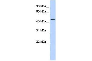RNF133 antibody used at 1 ug/ml to detect target protein. (RNF133 抗体  (N-Term))