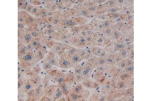 IHC-P analysis of Kidney tissue, with DAB staining. (RSU1 抗体  (AA 2-277))