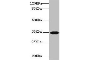 Western blot All lanes: PLSCR1 antibody at 2. (PLSCR1 抗体  (AA 1-318))