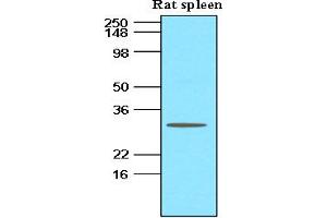 Western Blotting (WB) image for anti-Tumor Necrosis Factor (Ligand) Superfamily, Member 13b (TNFSF13B) antibody (ABIN306440) (BAFF 抗体)