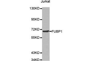 Western Blotting (WB) image for anti-Far Upstream Element (FUSE) Binding Protein 1 (FUBP1) antibody (ABIN1876790)