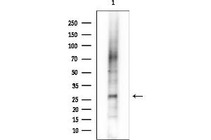 Western blot analysis of lysates from Mouse liver, using BarX1 Mouse Monoclonal Antibody at 1/1000 dilution.