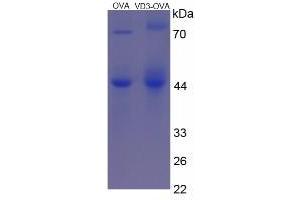 Image no. 2 for Vitamin D3 protein (Ovalbumin) (ABIN1880124) (Vitamin D3 Protein (Ovalbumin))