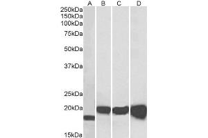 Western Blotting (WB) image for Superoxide Dismutase 1, Soluble (SOD1) peptide (ABIN369923)