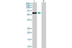 Western Blot analysis of NFIC expression in transfected 293T cell line by NFIC MaxPab polyclonal antibody. (NFIC 抗体  (AA 1-428))