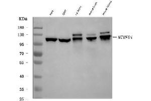 Western blot analysis of MTHFD1 using anti-MTHFD1 antibody (ABIN7600631).