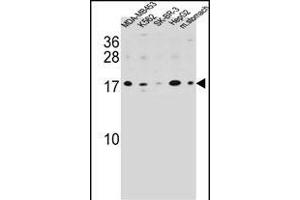 S100Z Antibody (N-term) (ABIN654583 and ABIN2844285) western blot analysis in MDA-M,K562,SK-BR-3,HepG2 cell line and mouse stomach tissue lysates (35 μg/lane). (S100Z 抗体  (N-Term))