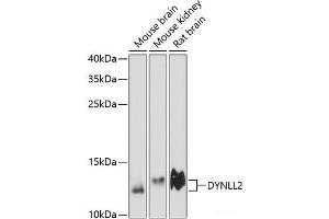 Western blot analysis of extracts of various cell lines using DYNLL2 Polyclonal Antibody at dilution of 1:3000. (DYNLL2 抗体)