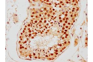 IHC image of nsucHU diluted at 1:10 and staining in paraffin-embedded human testis tissue performed on a Leica BondTM system. (HIST1H2AG 抗体  (AA 2-14))