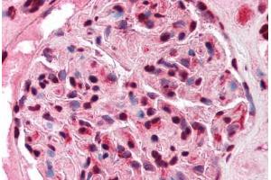 Human Kidney (formalin-fixed, paraffin-embedded) stained with FOXJ1 antibody ABIN214756 at 5 ug/ml followed by biotinylated goat anti-rabbit IgG secondary antibody ABIN481713, alkaline phosphatase-streptavidin and chromogen. (FOXJ1 抗体  (N-Term))