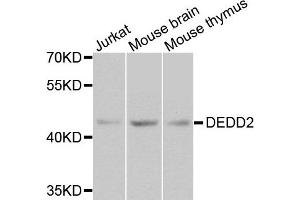 Western blot analysis of extracts of various cell lines, using DEDD2 antibody. (DEDD2 抗体)