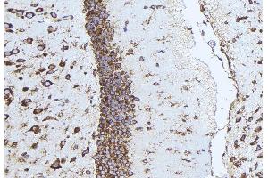 Immunohistochemistry (IHC) image for anti-14-3-3 gamma (YWHAG1) (Internal Region) antibody (ABIN6258728)