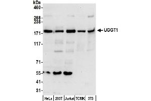 Western Blotting (WB) image for anti-UDP-Glucose Glycoprotein Glucosyltransferase 1 (UGGT1) (AA 25-75) antibody (ABIN7453238)