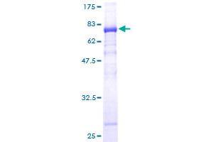 NUDT12 Protein (AA 1-462) (GST tag)