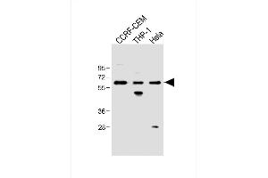 All lanes : Anti-FCGR1B Antibody (C-term) at 1:500 dilution Lane 1: CCRF-CEM whole cell lysate Lane 2: THP-1 whole cell lysate Lane 3: Hela whole cell lysate Lysates/proteins at 20 μg per lane. (FCGR1B 抗体  (C-Term))