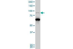 PCAF monoclonal antibody (M04), clone 5E11 Western Blot analysis of PCAF expression in Hela S3 NE . (KAT2B 抗体  (AA 353-452))