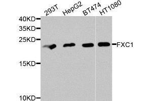Western blot analysis of extracts of various cells, using TIMM10B antibody. (TIMM10B 抗体)