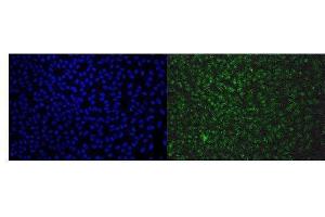 IF analysis of EAPP using anti-EAPP antibody (ABIN7599214). (EAPP 抗体  (AA 1-285))