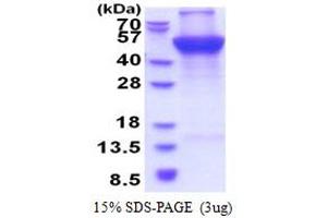 SDS-PAGE (SDS) image for Ubiquinol-Cytochrome C Reductase Core Protein I (UQCRC1) (AA 35-480) protein (His tag) (ABIN5853591)