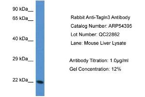 Western Blotting (WB) image for anti-Transgelin 3 (TAGLN3) (N-Term) antibody (ABIN2785692) (Transgelin 3 抗体  (N-Term))