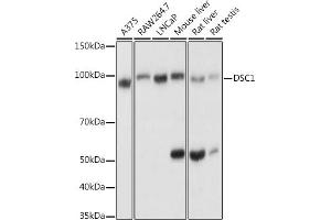 Western blot analysis of extracts of various cell lines, using DSC1 antibody (ABIN6127801, ABIN6139825, ABIN6139826 and ABIN6214179) at 1:1000 dilution. (Desmocollin 1 抗体  (AA 480-690))