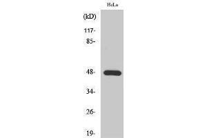 Western Blotting (WB) image for anti-Potassium Inwardly-Rectifying Channel, Subfamily J, Member 2 (KCNJ2) (Internal Region) antibody (ABIN3185299) (KCNJ2 抗体  (Internal Region))