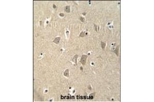 KI antibody (C-term) (ABIN653980 and ABIN2843926) immunohistochemistry analysis in formalin fixed and paraffin embedded human brain tissue followed by peroxidase conjugation of the secondary antibody and DAB staining. (CCSER1 抗体  (C-Term))