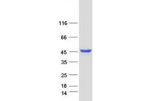 Western Blotting (WB) image for Autophagy related 4B Cysteine Peptidase (ATG4B) (Transcript Variant 2) protein (Myc-DYKDDDDK Tag) (ABIN2714795)