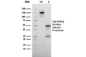 SDS-PAGE (SDS) image for anti-5'-Nucleotidase, Ecto (CD73) (NT5E) antibody (ABIN6940229)