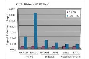 Chromatin Immunoprecipitation (ChIP) image for anti-Histone 3 (H3) (H3K79me) antibody (ABIN5706778)