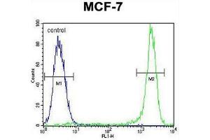 KSR2 Antibody (C-term) flow cytometric analysis of MCF-7 cells (right histogram) compared to a negative control cell (left histogram). (KSR2 抗体  (C-Term))