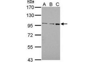 Western Blotting (WB) image for anti-Egf-Like Module Containing, Mucin-Like, Hormone Receptor-Like 1 (EMR1) (AA 626-886) antibody (ABIN784004)