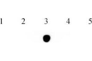 Dot blot of 5-Hydroxymethylcytosine (5-hmC) mAb. (5-Hydroxymethylcytosine 抗体)
